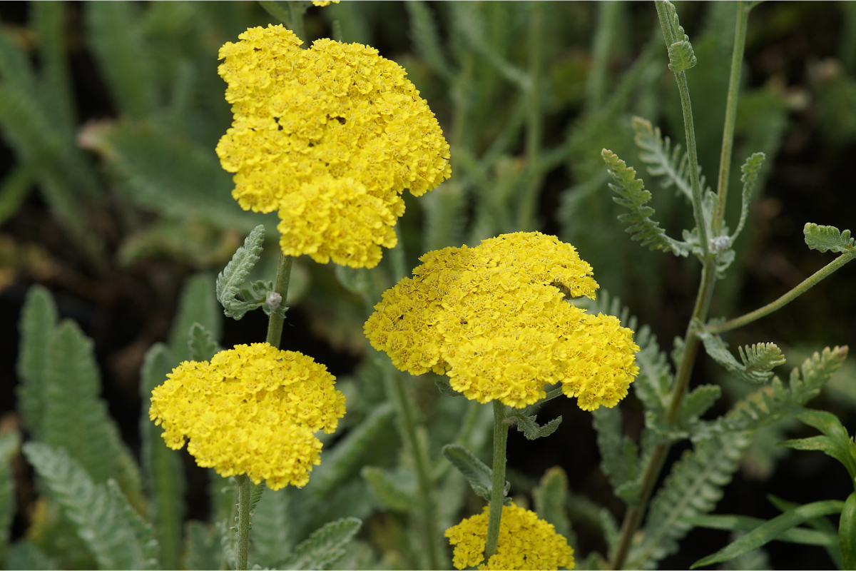 Achillea Clypeolata-Hybr. 'Moonshine'