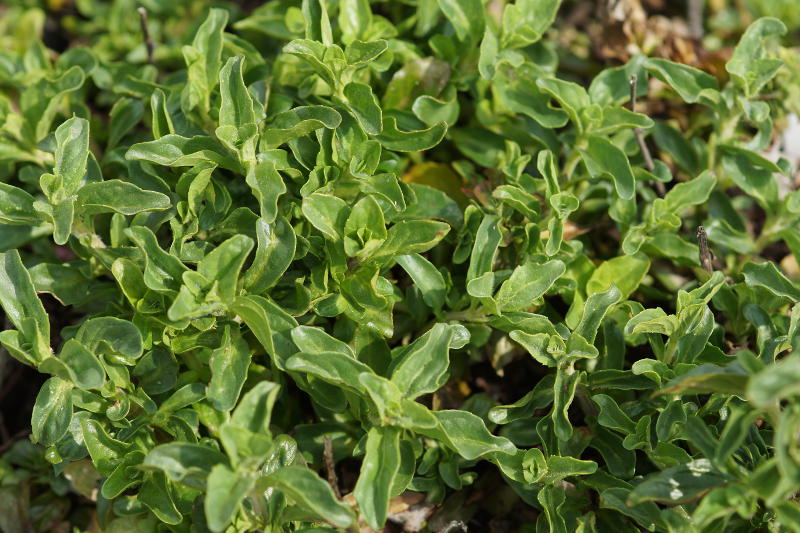 Mentha pulegium - Poleiminze