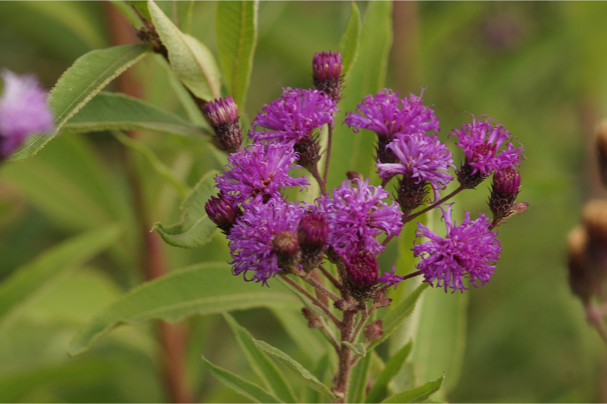 Vernonia crinita 'Mammuth' - Arkansas-Scheinaster, Vernonie