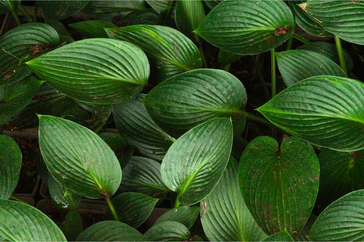 Hosta Hybride 'Devon Green'