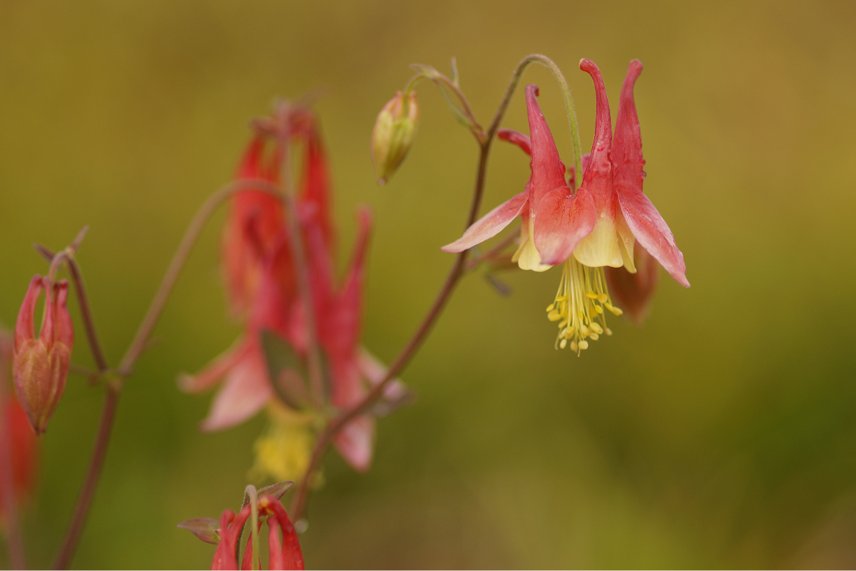 Aquilegia canadensis