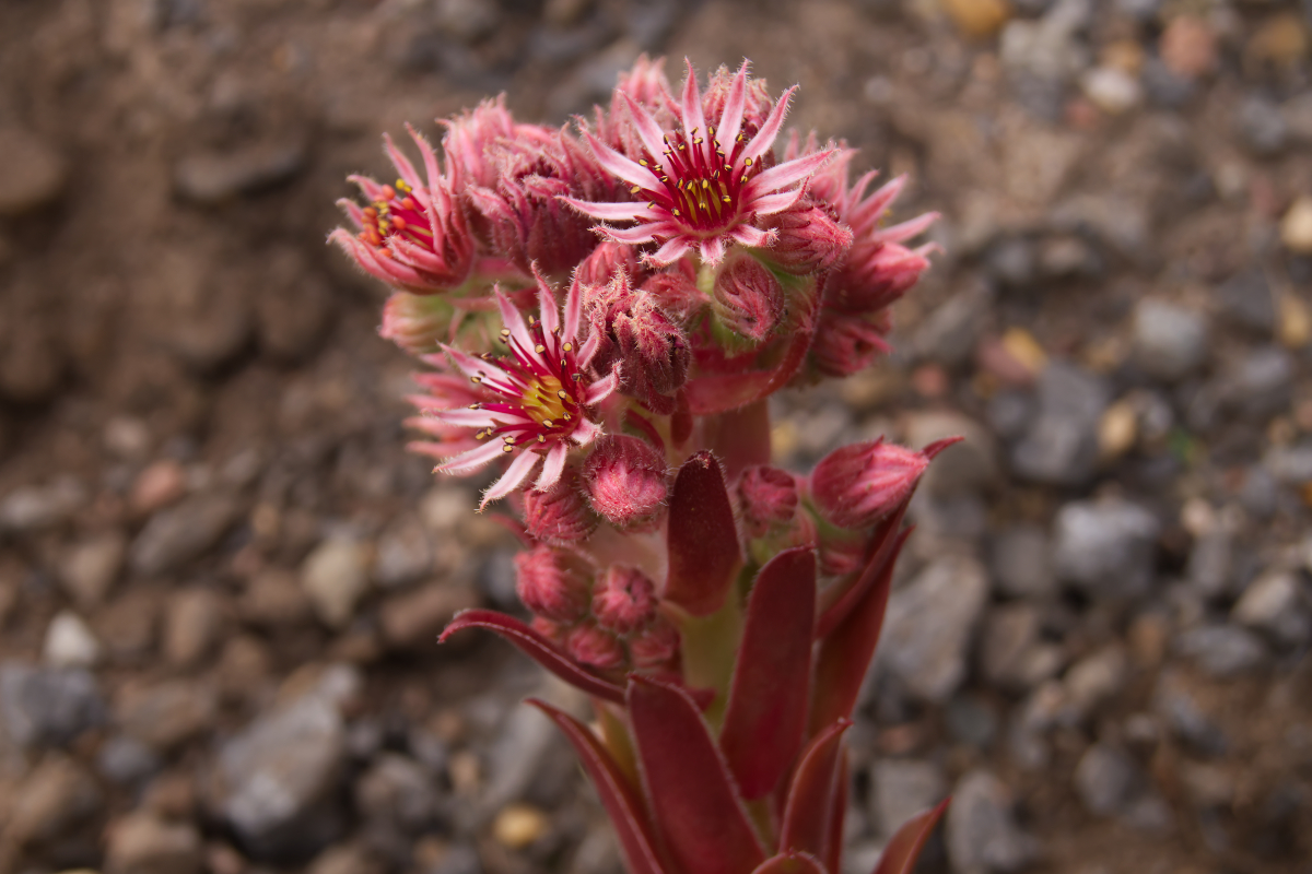 Sempervivum Hybride 'Red Cross'