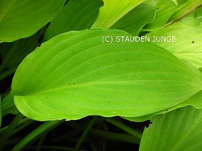 Hosta ventricosa