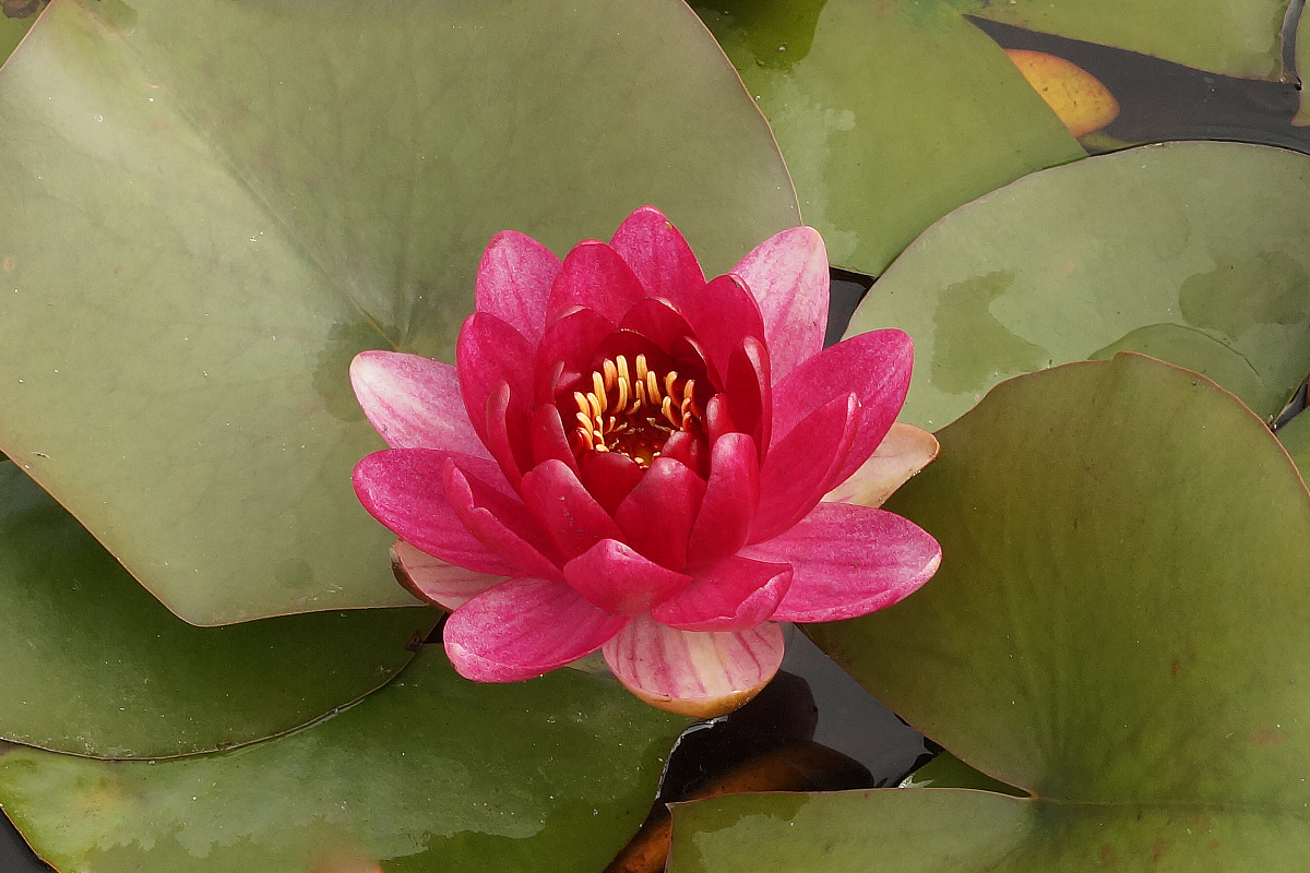 Nymphaea Hybride 'Perry's Baby Red' - Seerose