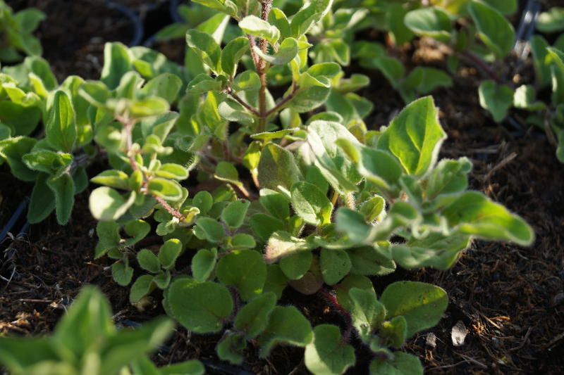 Origanum vulgare ssp. hirtum