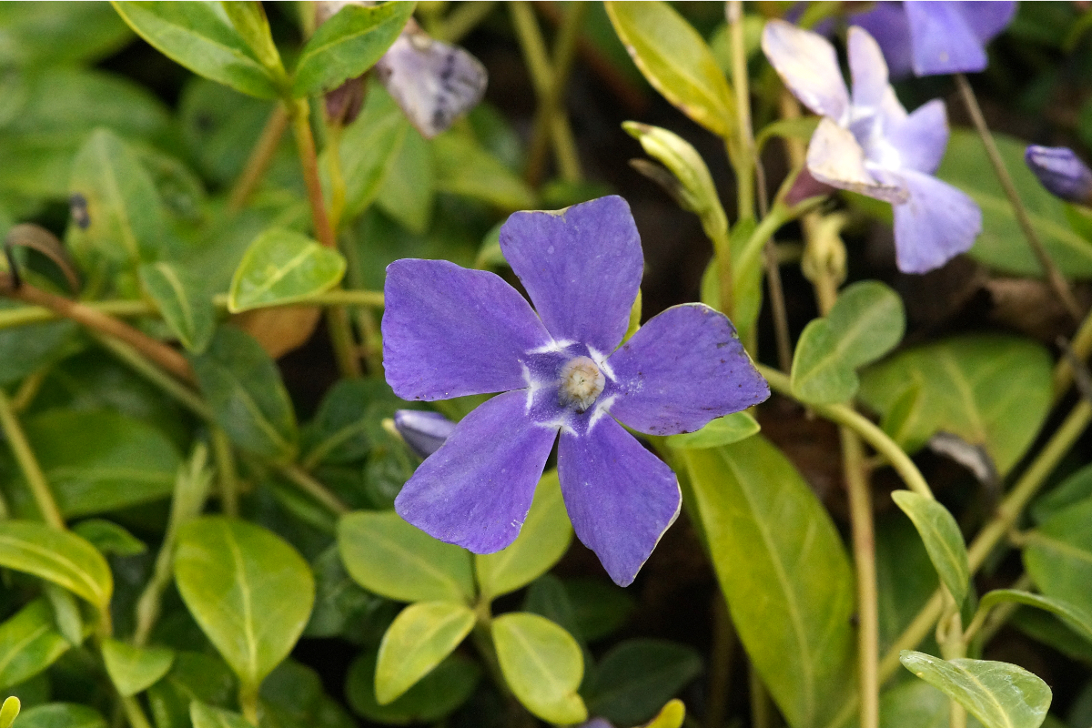 Vinca minor 'Bowles' - Kleines Immergrün