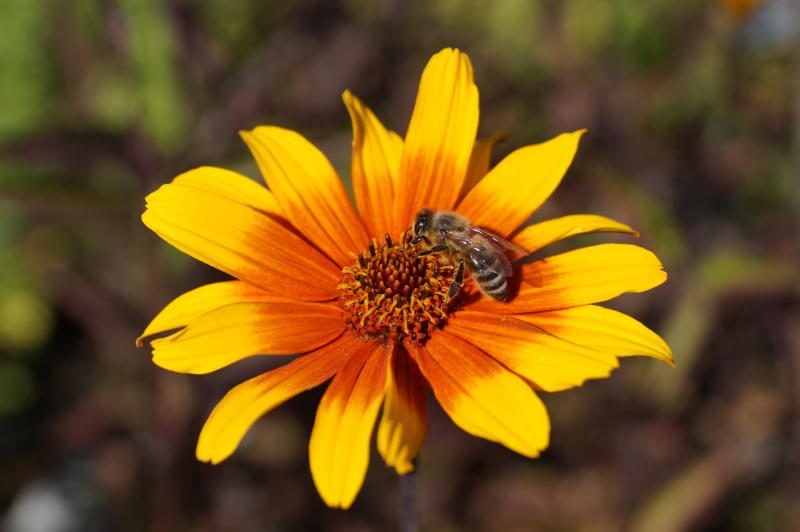 Heliopsis scabra 'Burning Hearts'