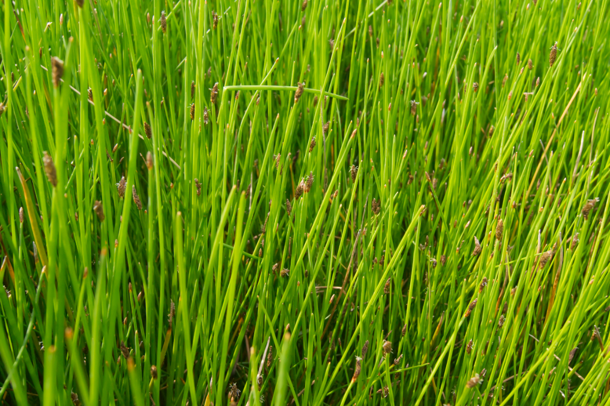 Eleocharis palustris