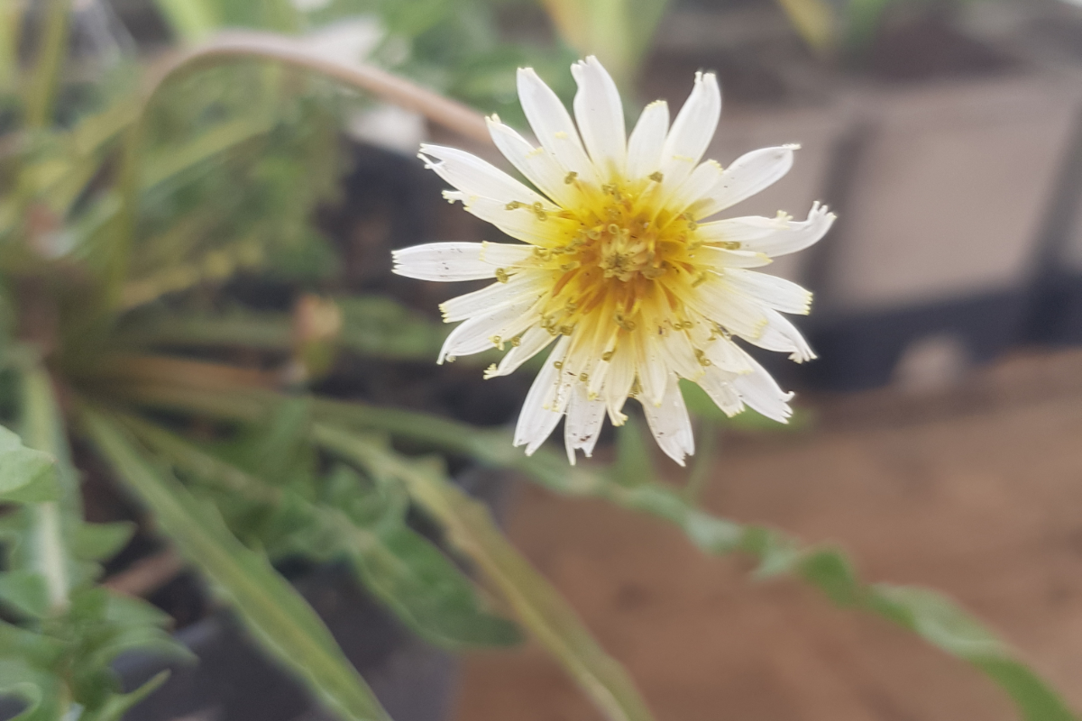 Taraxacum pamiricum - Weißer Löwenzahn