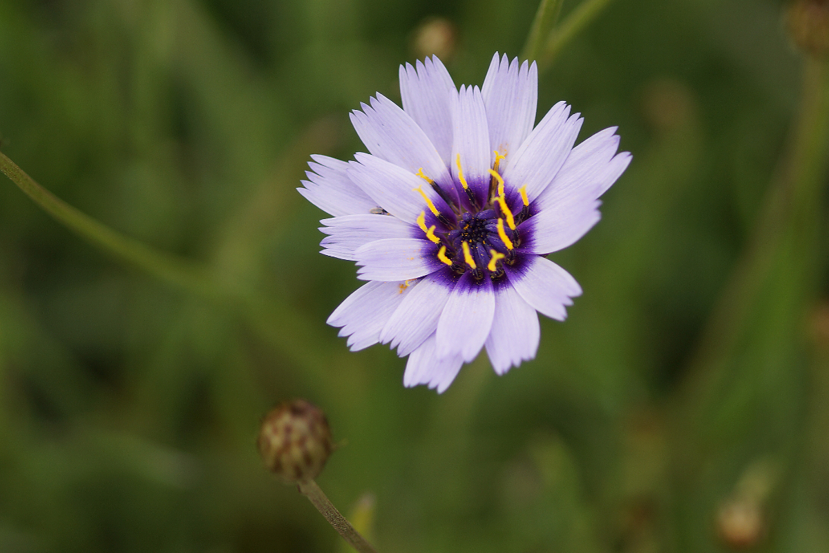 Catananche caerulea - Rasselblume