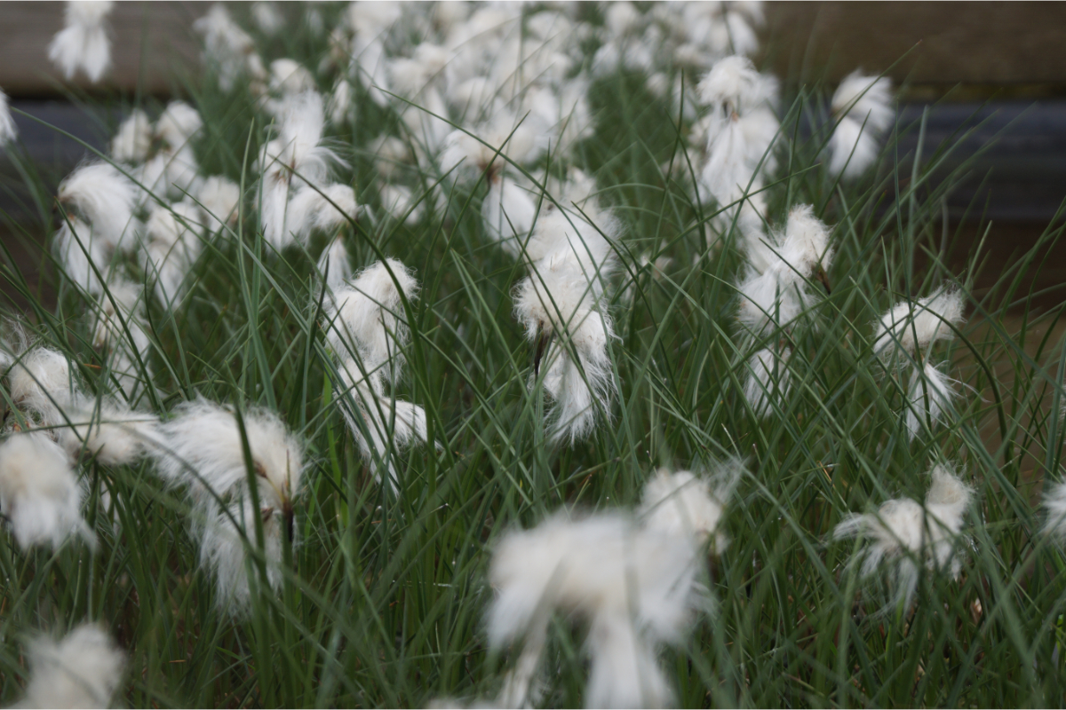 Eriophorum angustifolium