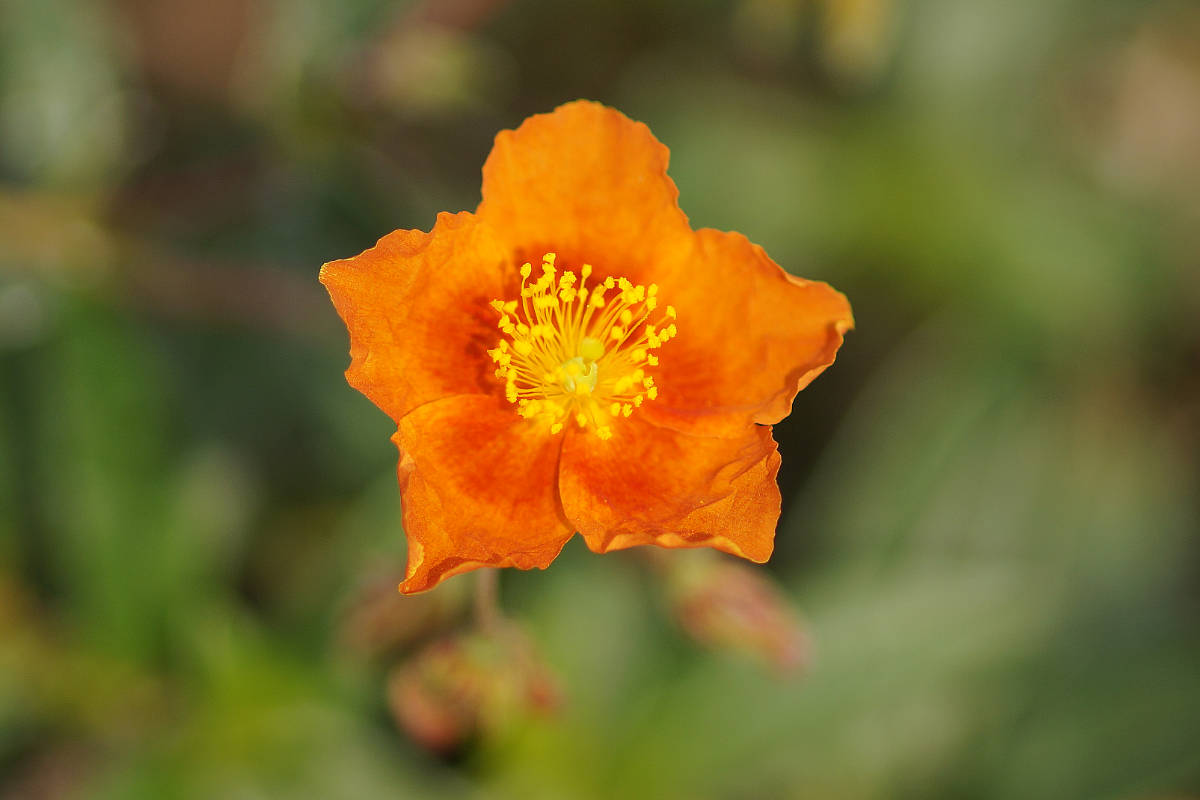 Helianthemum Hybride 'Bronzeteppich' - Sonnenröschen
