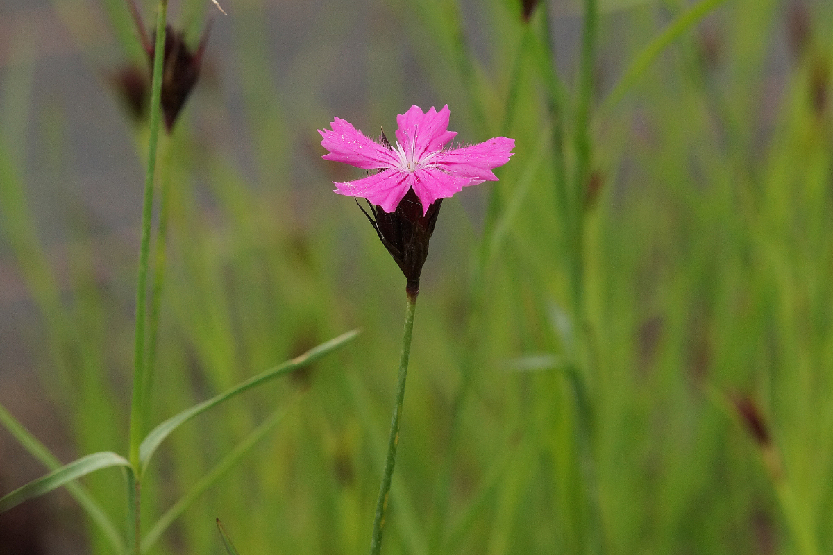 Dianthus carthusianorum
