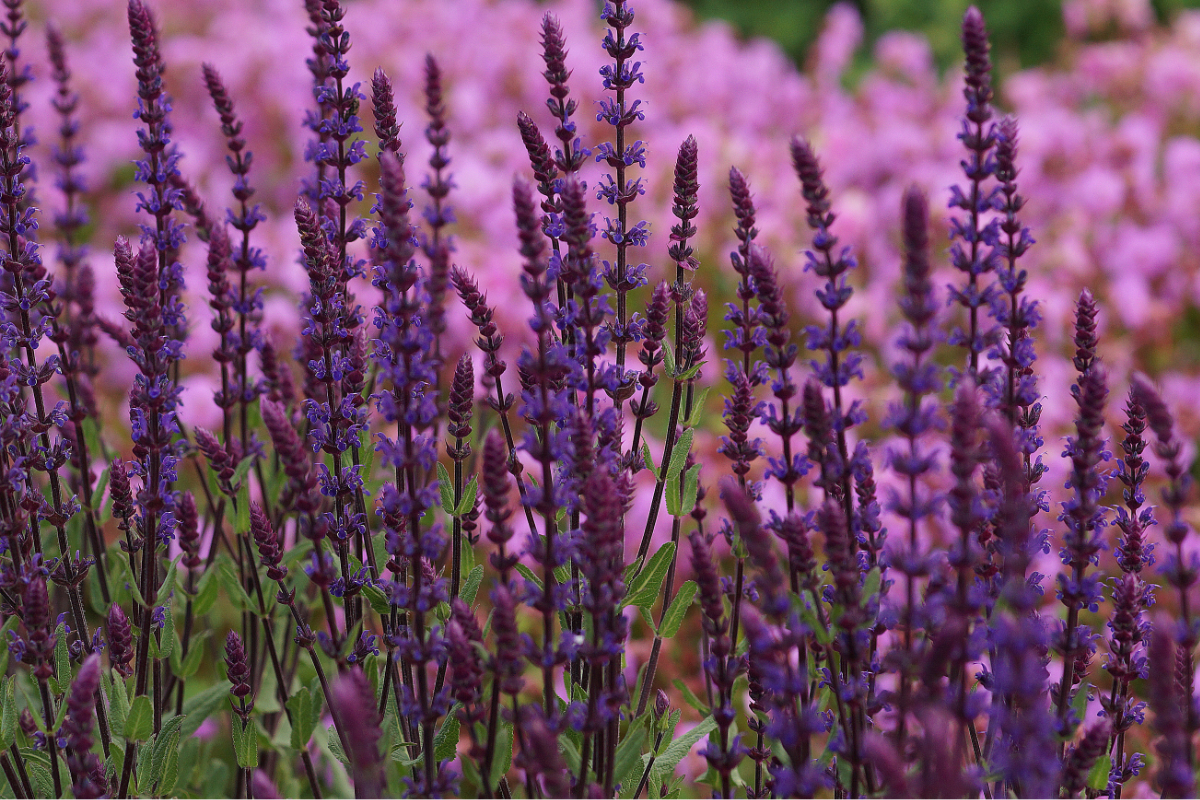 Salvia nemorosa 'Caradonna' - Sommer-Gartensalbei