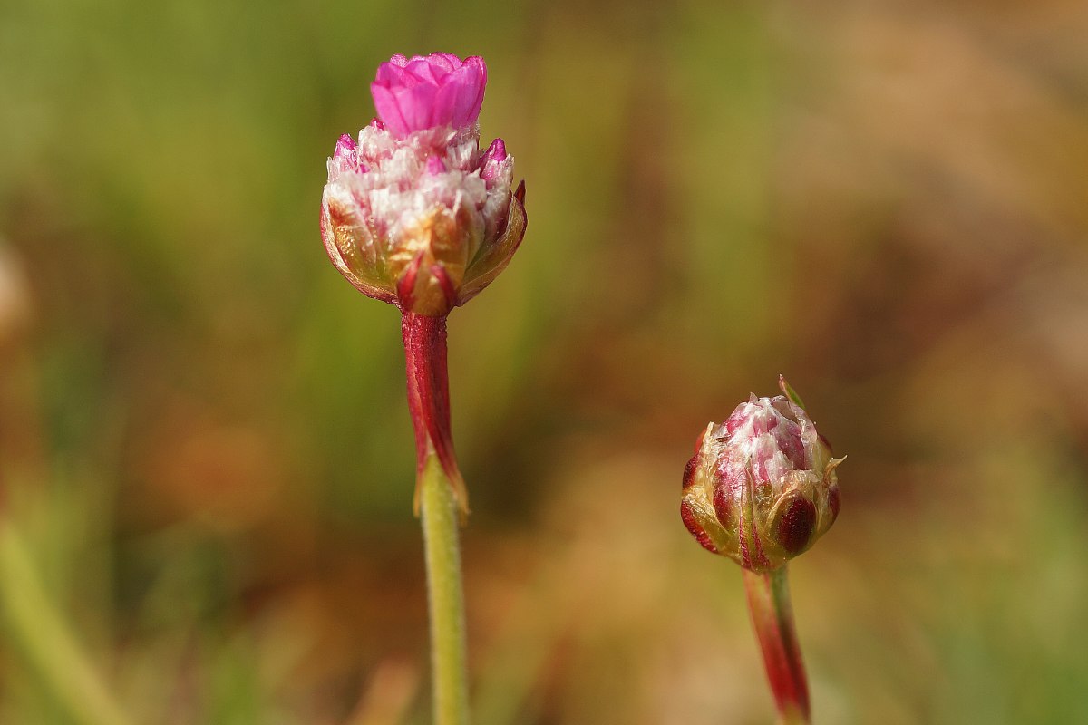 Armeria maritima 'Splendens'