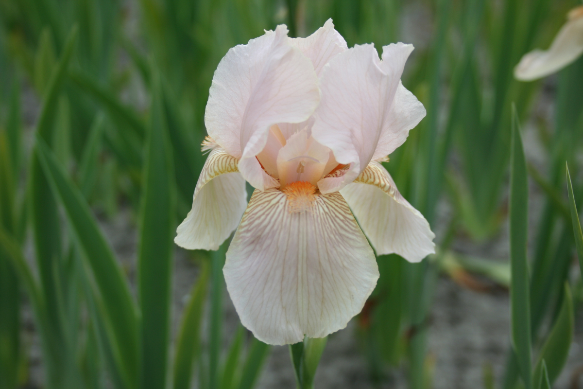 Iris barbata-elatior 'Constant Wattez' - Hohe Bartschwertlilie