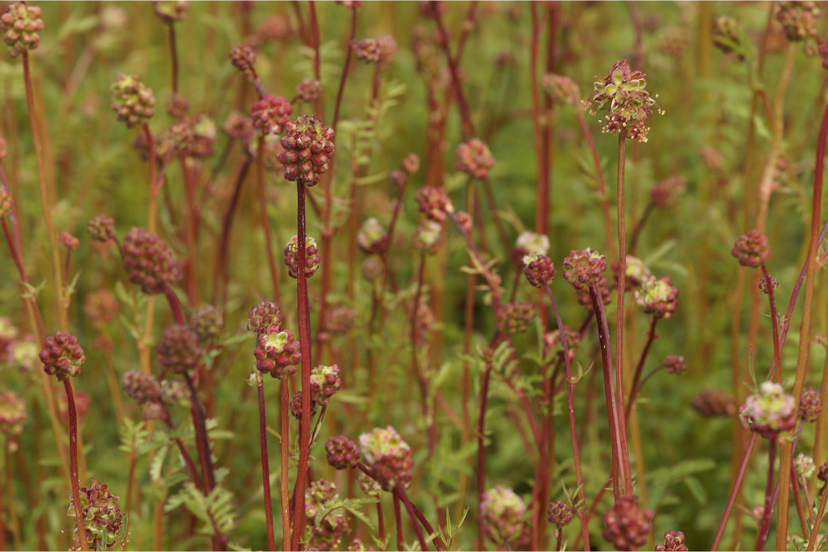 Sanguisorba minor - Pimpinelle, Pimpernell, Kleiner Wiesenknopf
