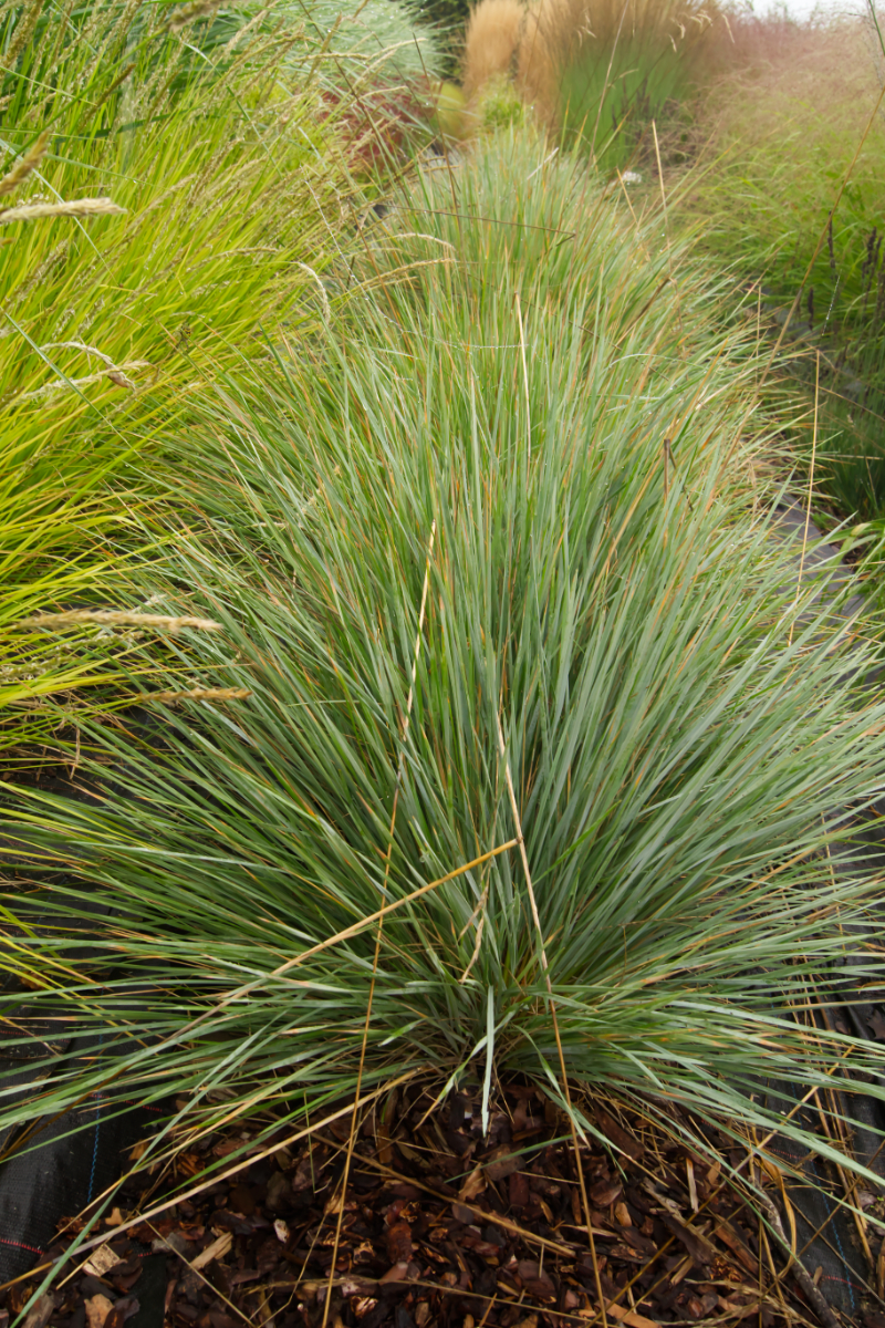 Helictotrichon sempervirens 'Saphirsprudel'