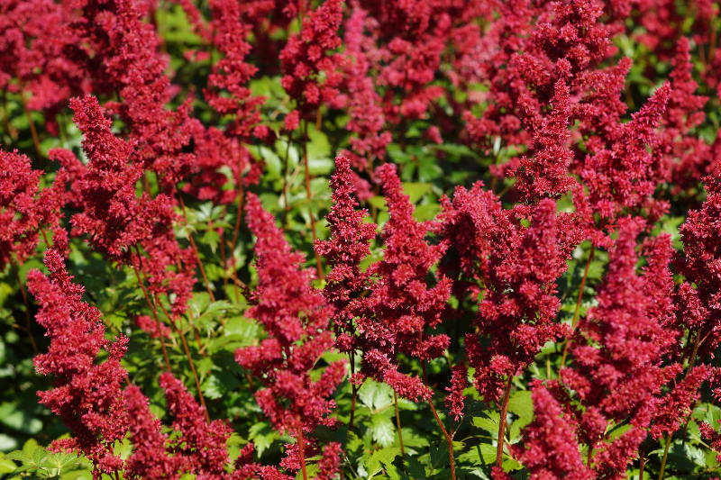Astilbe Arendsii-Hybr. 'Fanal'