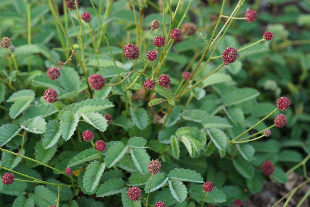 Sanguisorba officinalis 'Tanna' - Wiesenknopf