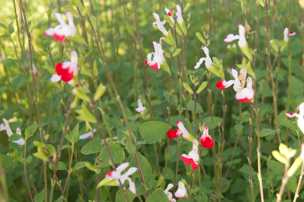 Salvia microphylla 'Hot Lips'