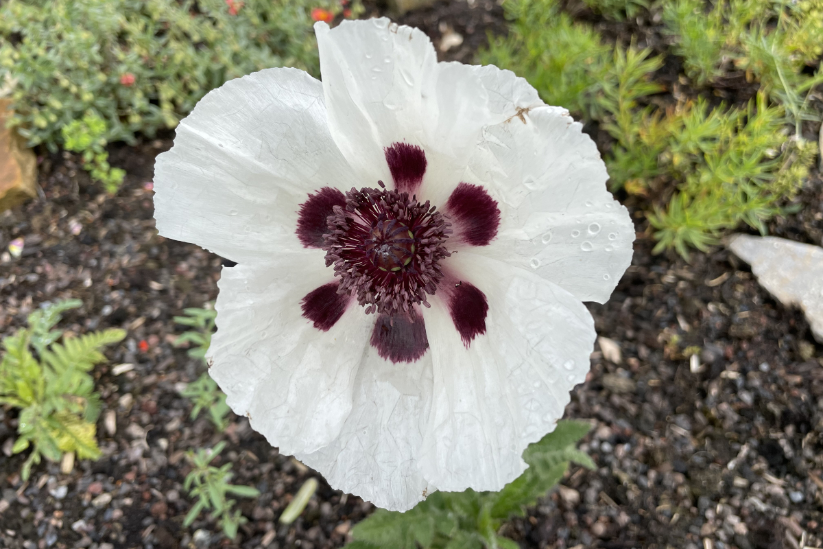 Papaver Orientale-Hybr. 'Royal Wedding'