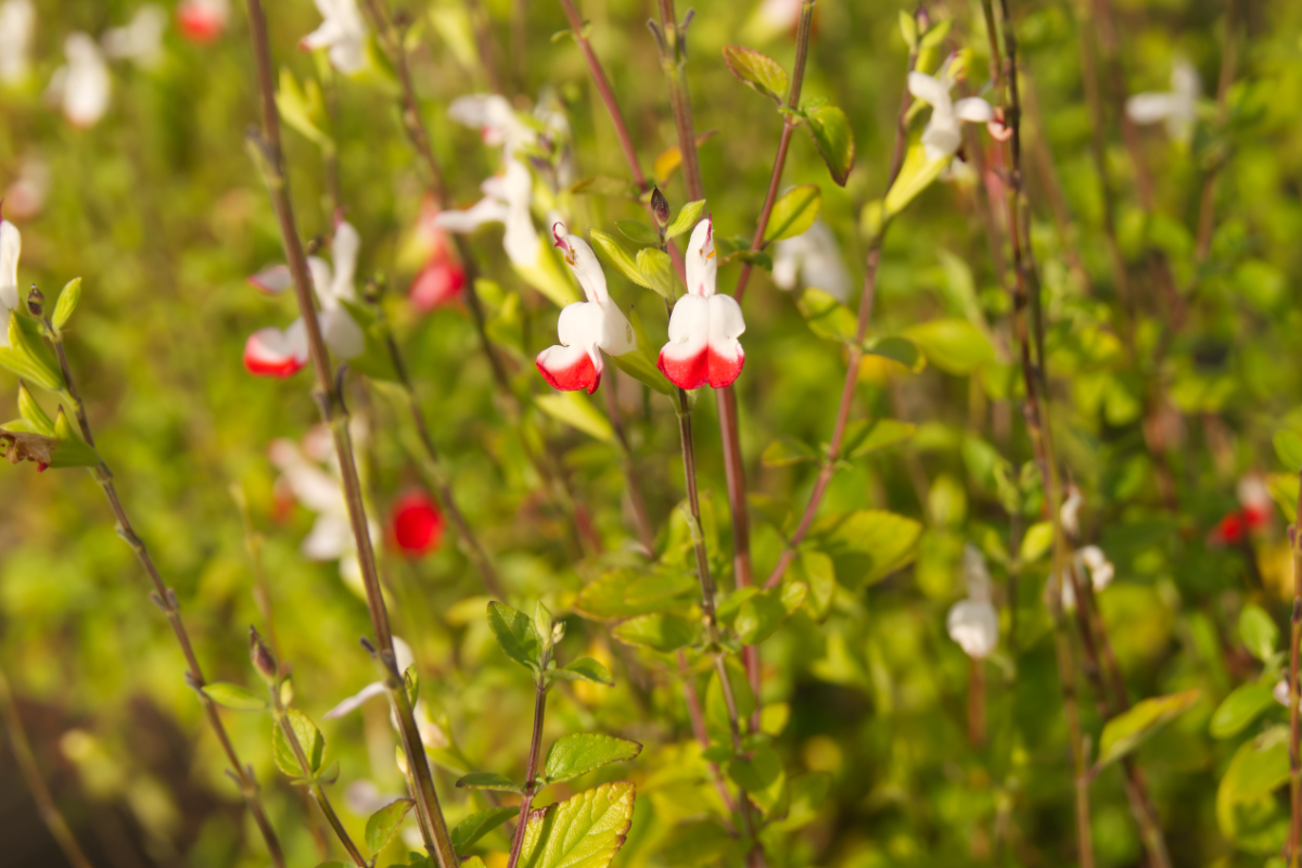 Salvia microphylla 'Hot Lips' - Johannisbeer-Salbei