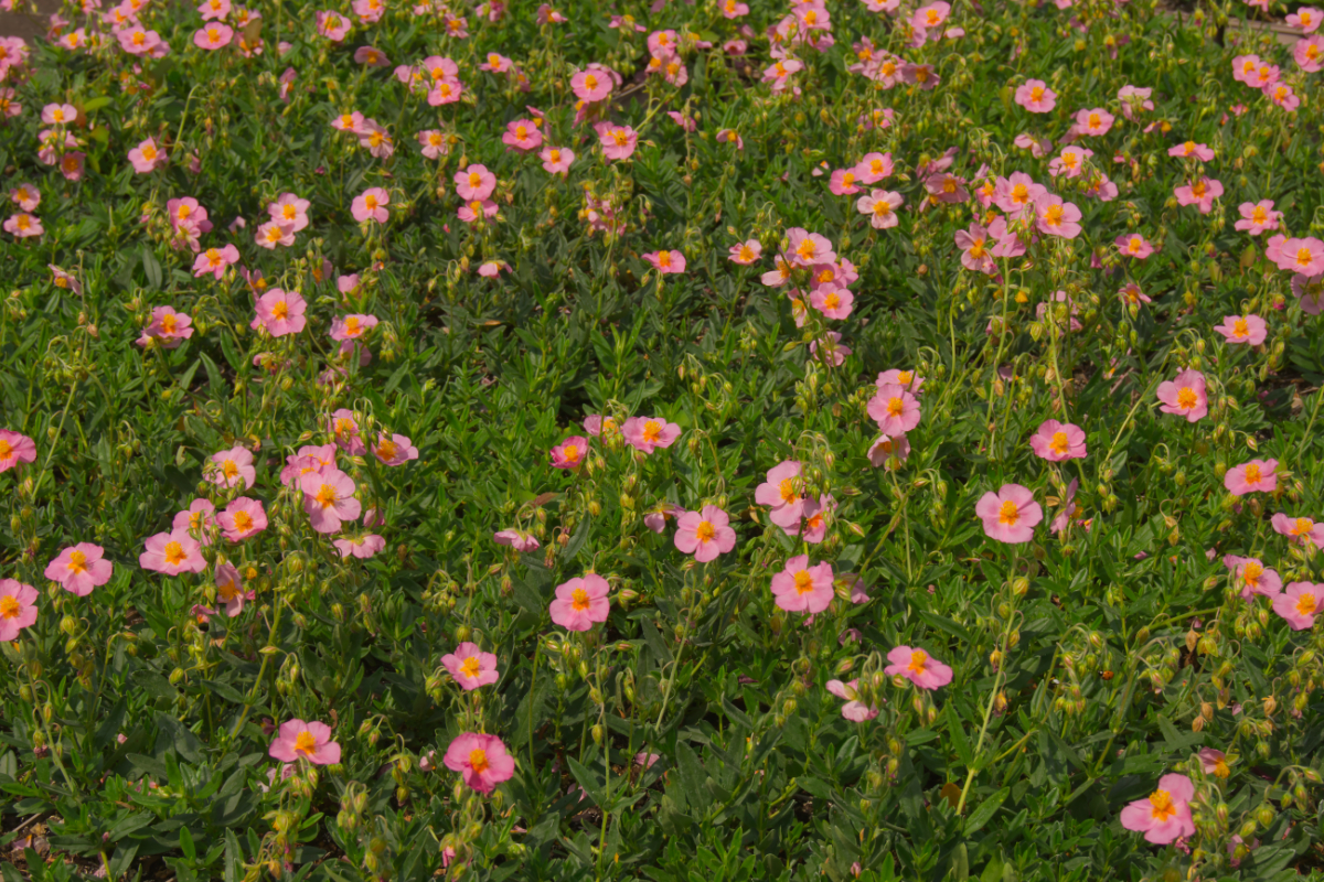 Helianthemum Hybride 'Lawrensons Pink'