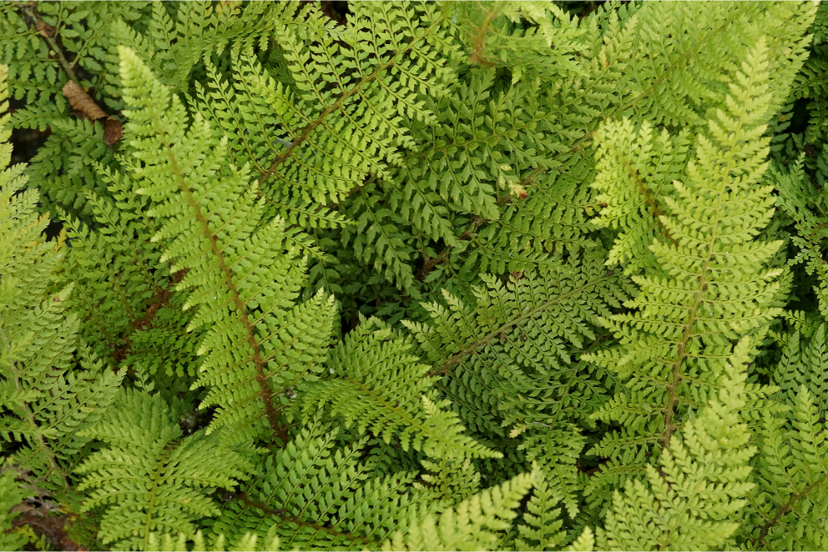 Polystichum setiferum 'Herrenhausen' veg. - Großer Filigranfarn