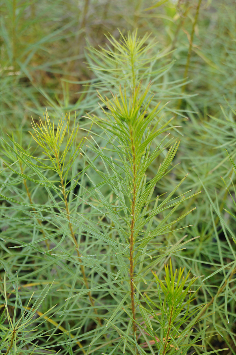 Amsonia hubrichtii