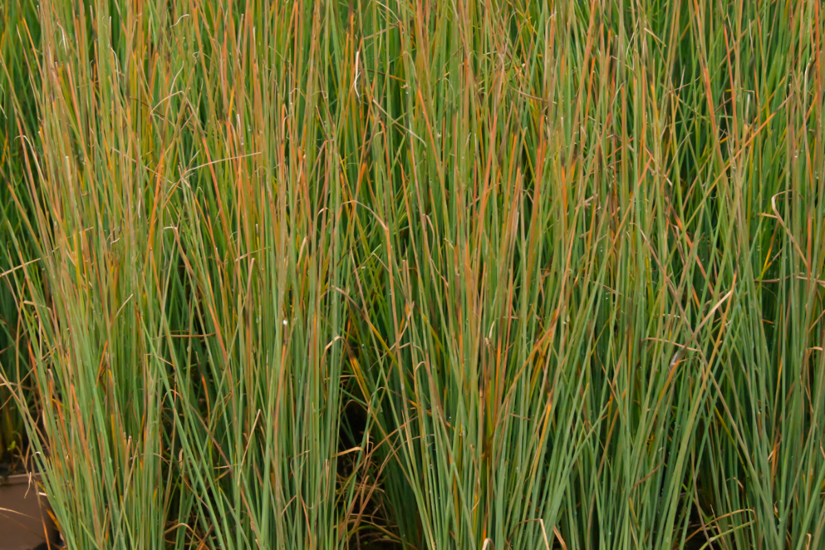 Juncus effusus 'Blue Dart' - Flatterbinse