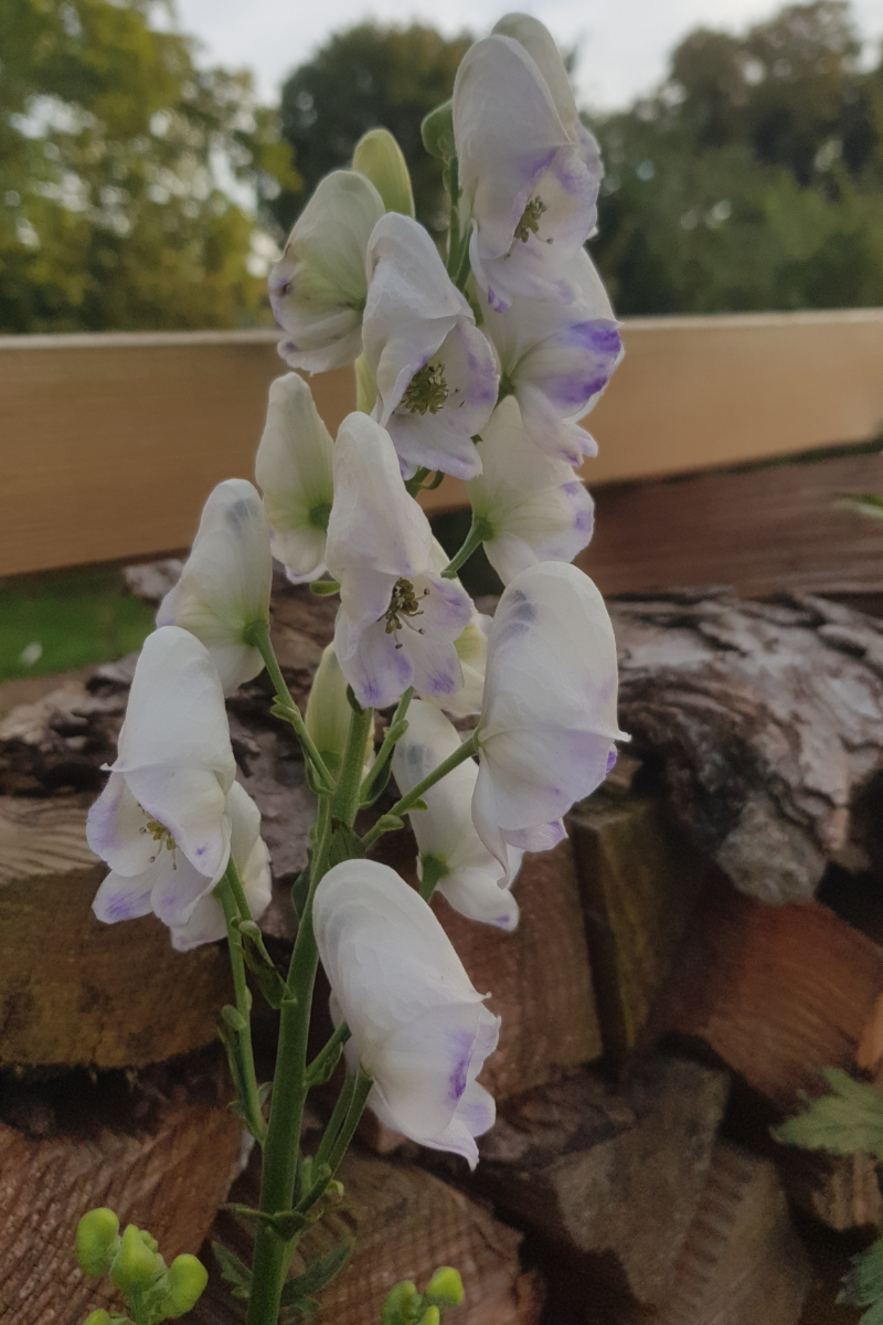 Aconitum carmichaelii 'Cloudy' (R) - Herbsteisenhut