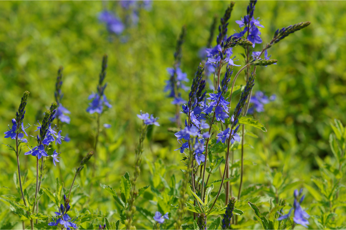 Veronica austriaca (teucrium) 'Königsblau' - Büschel-Ehrenpreis