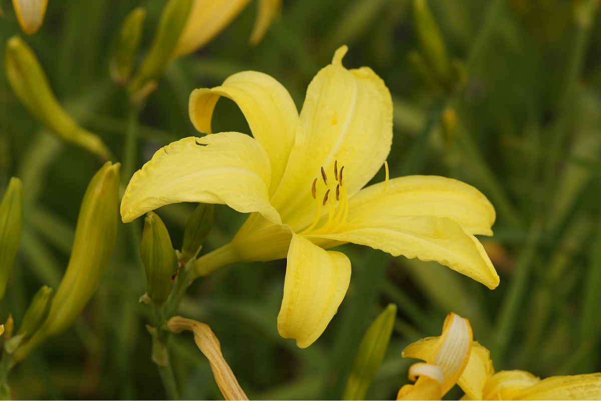 Hemerocallis Hybride 'Atlas' - Taglilie