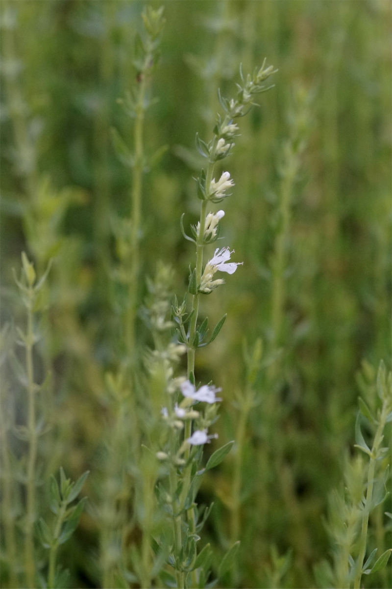 Hyssopus officinalis 'Alba' - Ysop