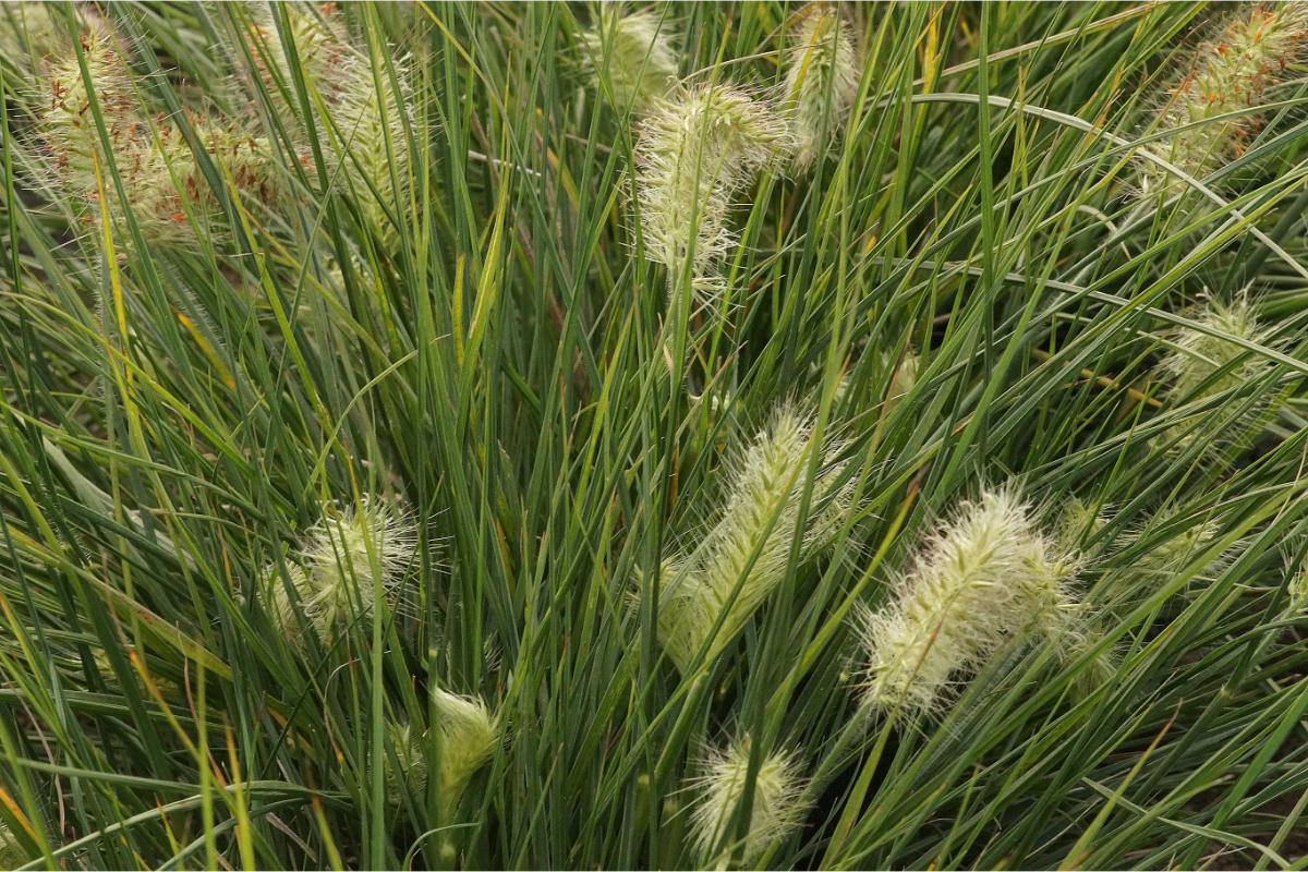 Pennisetum alopecuroides 'Little Bunny' - Lampenputzergras