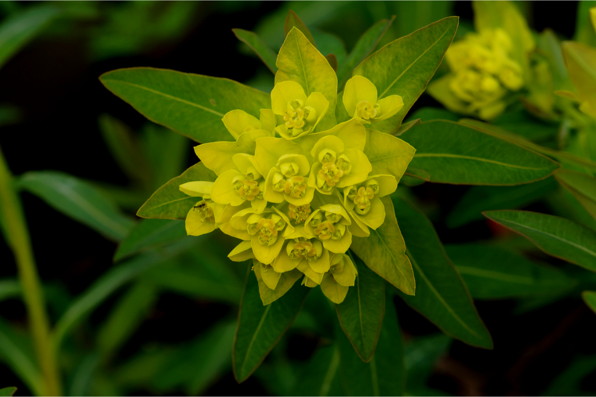 Euphorbia palustris 'Walenburgs Glorie' - Sumpf-Wolfsmilch