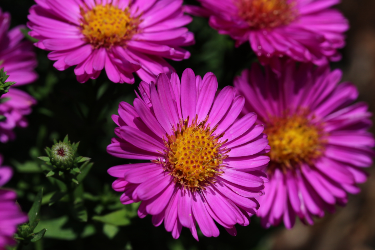 Aster Dumosus-Hybr. 'Starlight'