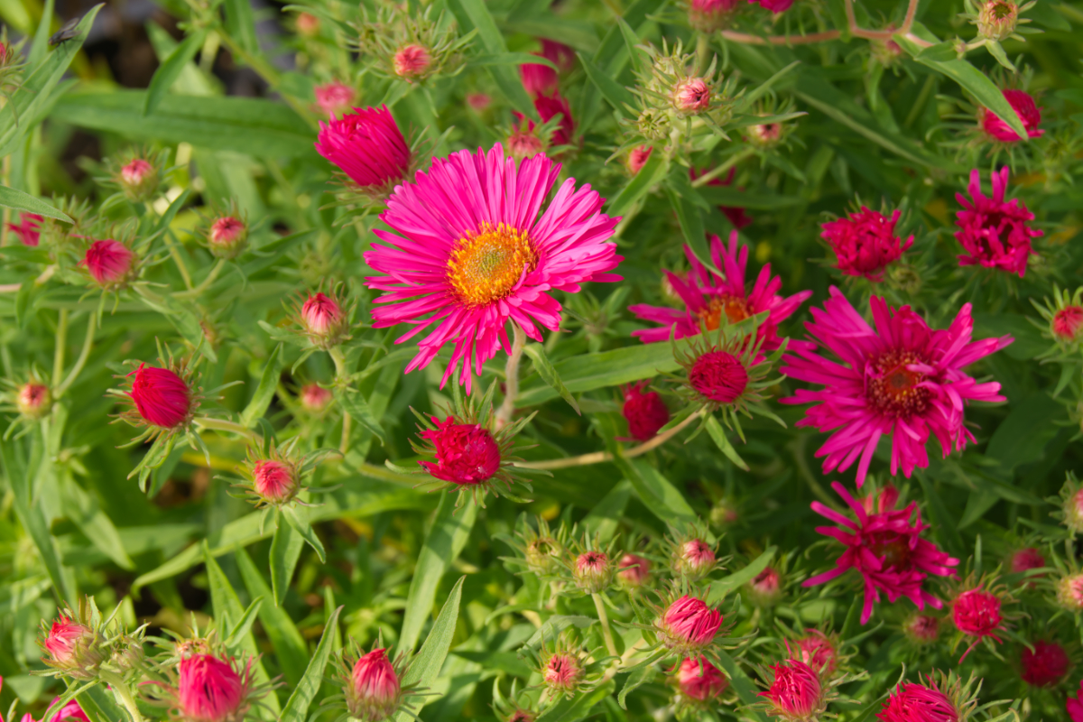 Aster novae-angliae 'Alma Pötschke'