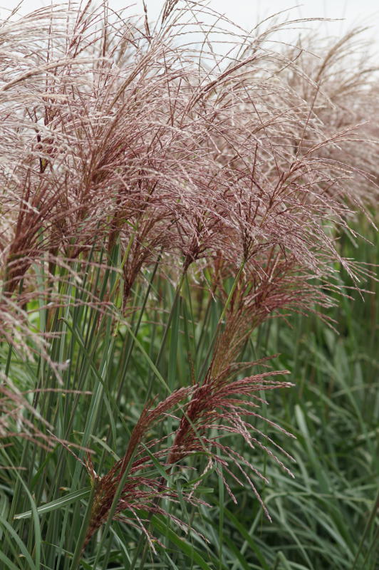 Miscanthus sinensis 'Malepartus'