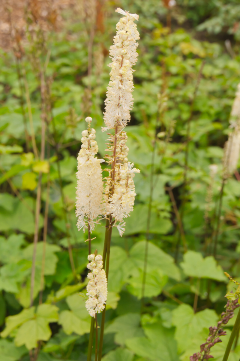 Cimicifuga (Actaea) racemosa var. cordifolia
