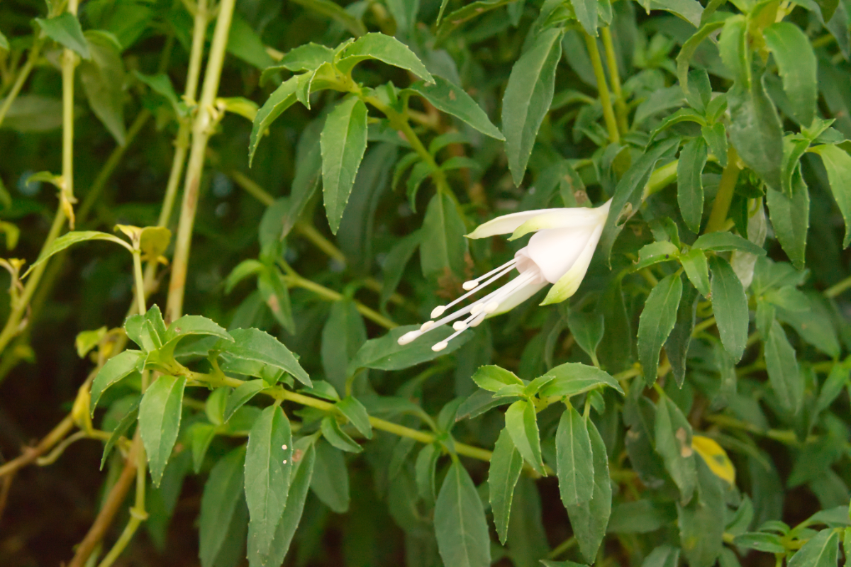 Fuchsia magellanica 'Alba' - Fuchsie