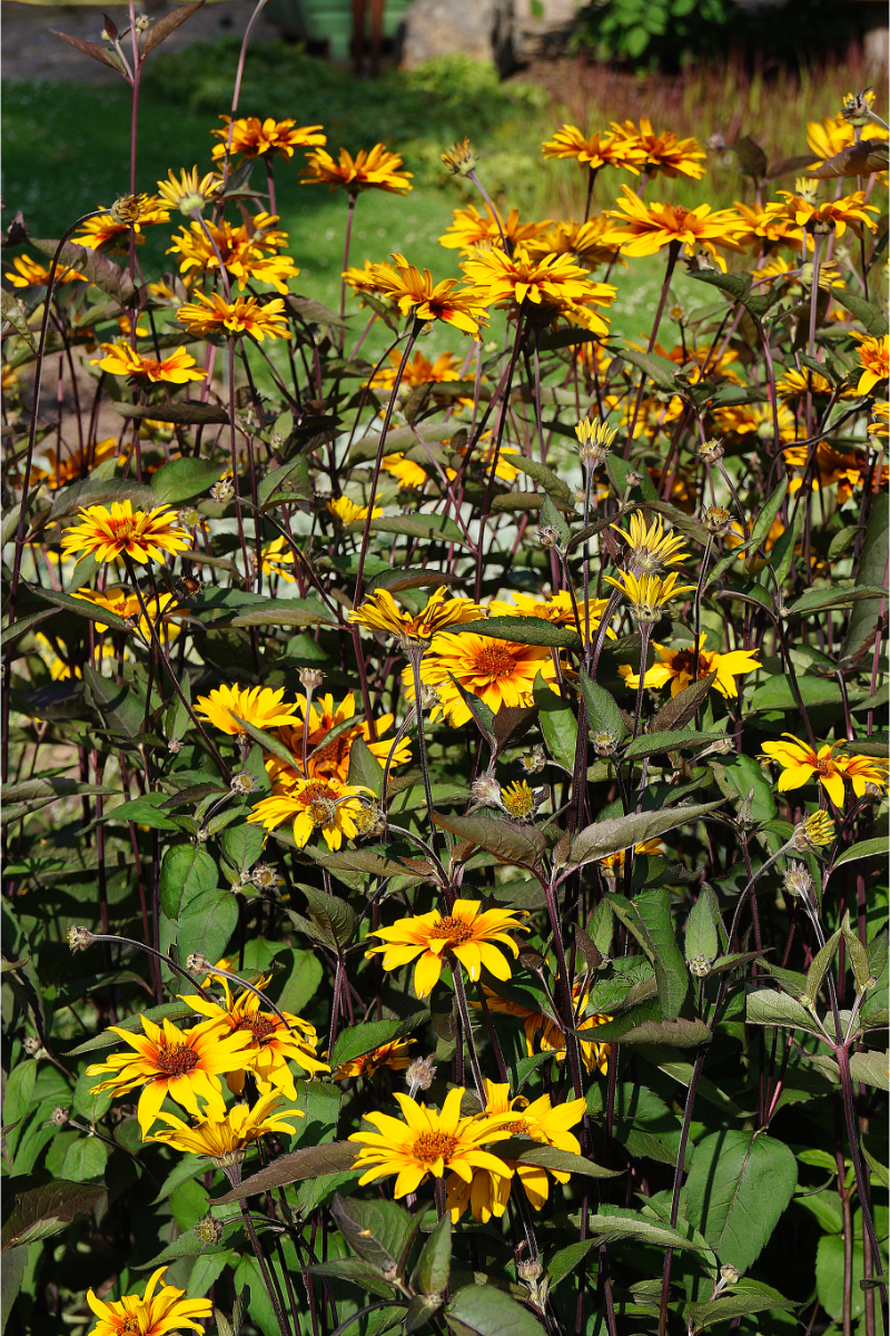 Heliopsis scabra 'Burning Hearts'