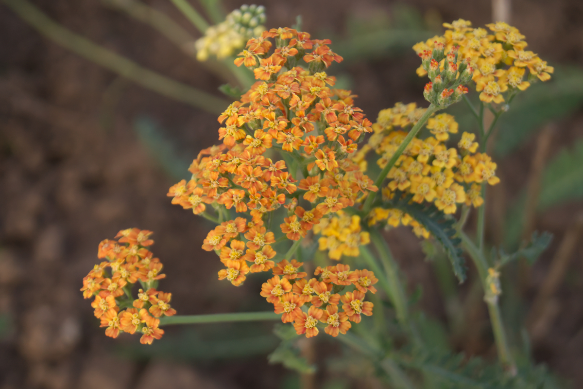 Achillea Millefolium-Hybr. 'Terracotta'