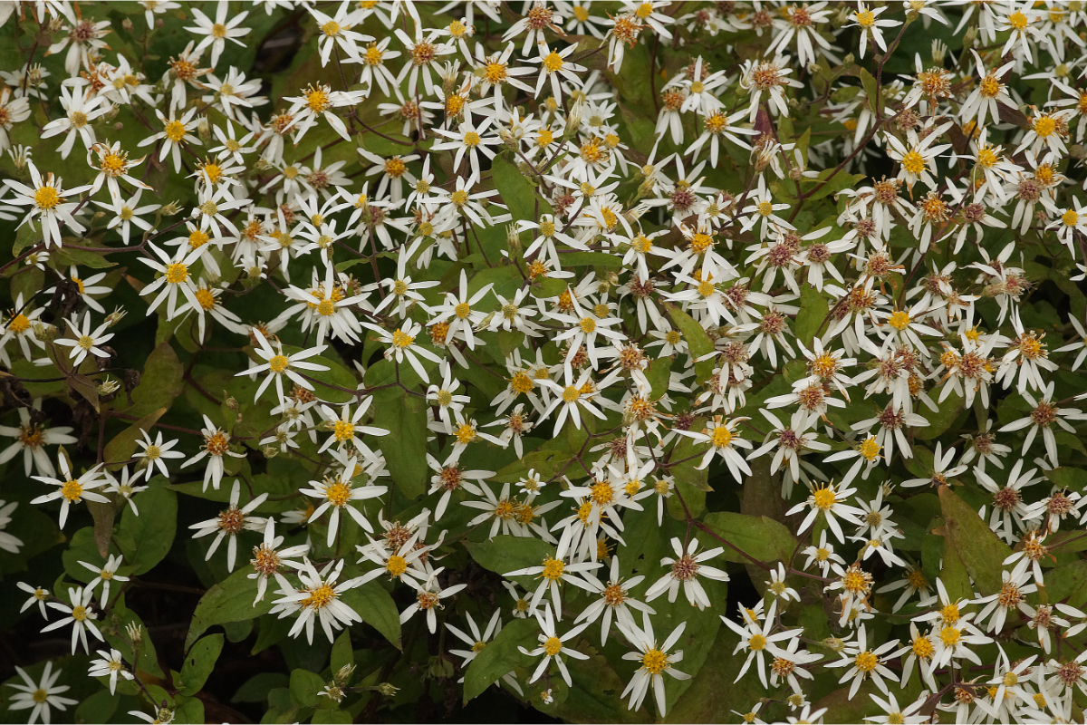 Aster divaricatus 'Tradescant' - Herbstaster