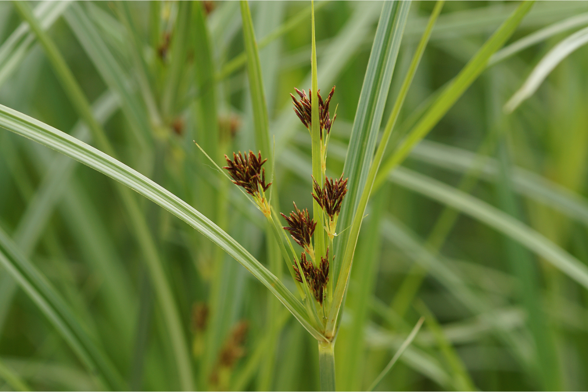 Cyperus longus - Langes Zypergras