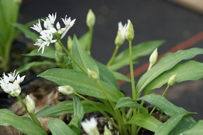 Allium ursinum - Heimischer Bärlauch