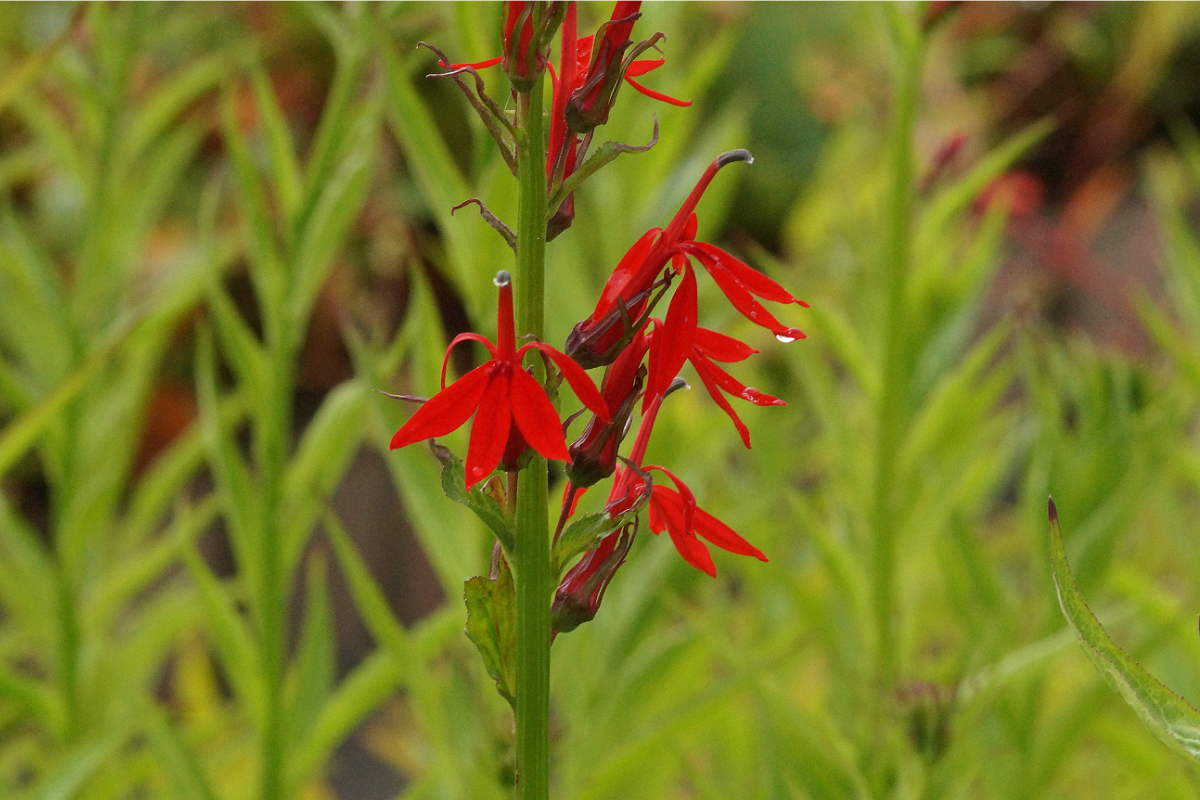 Lobelia cardinalis - Kardinals-Lobelie