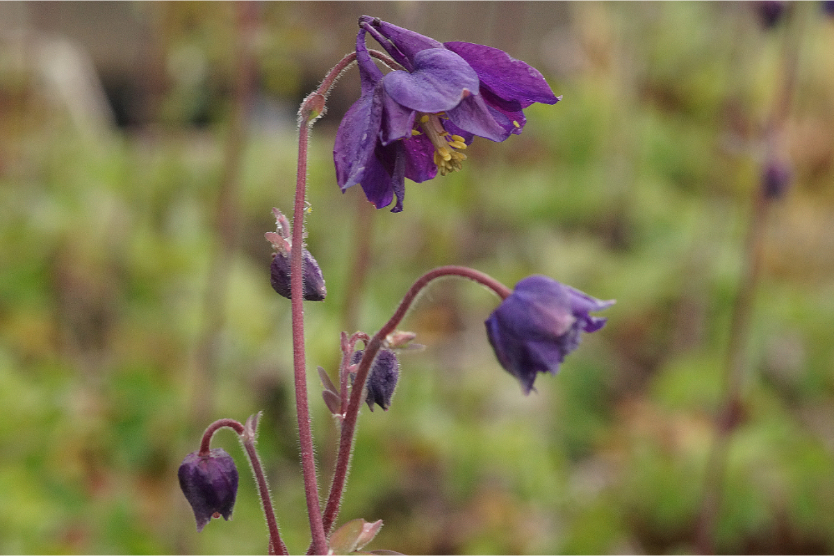 Aquilegia vulgaris plena 'Blue Barlow' - Akelei