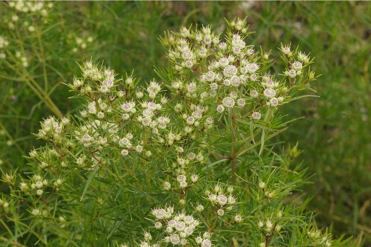 Pycnanthemum tenuifolium (flexuosum) - Bergminze